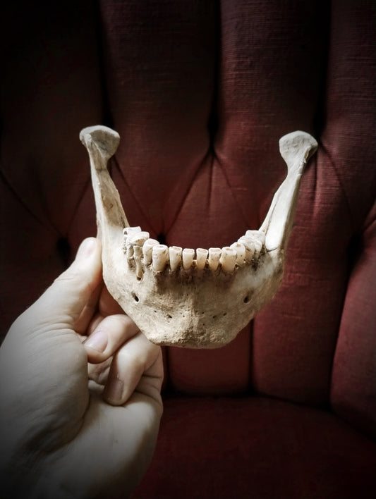 Antique human mandible