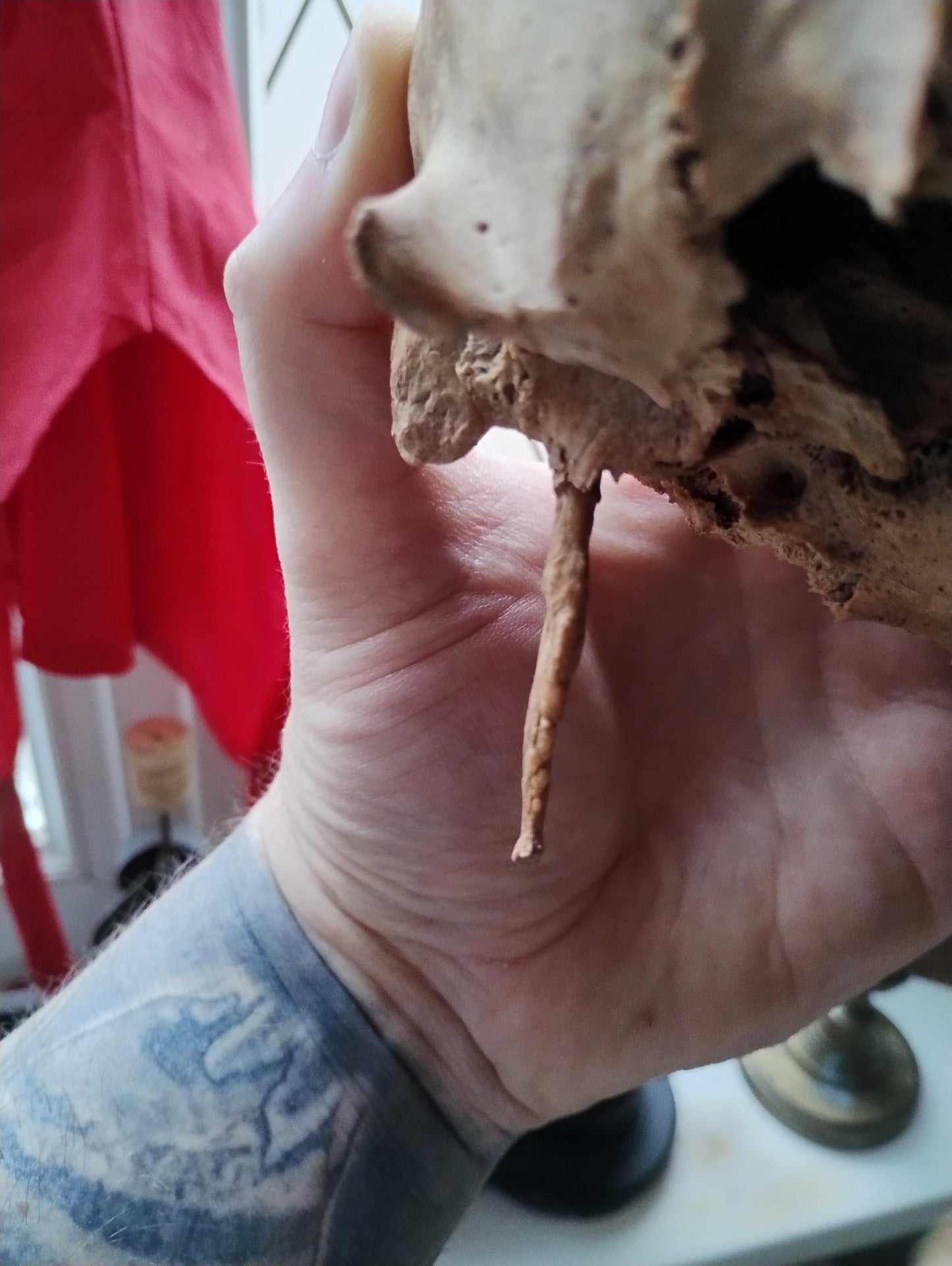 Old skull with Eagle Syndrom