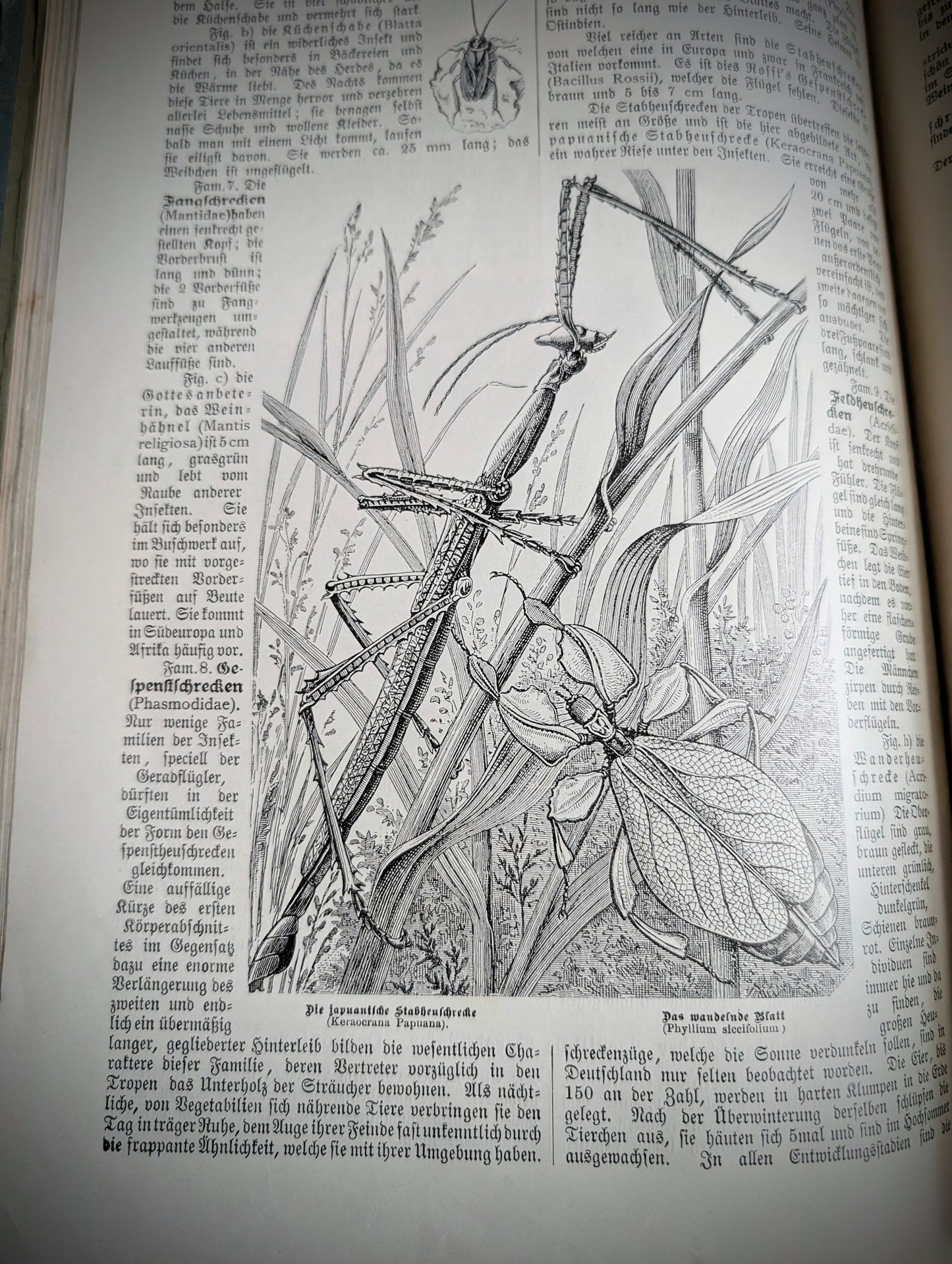 Old German book from 1886 "Naturgeschichte der Reptilien, Amphibien, Fische, Insekten.." by Dr Schubert