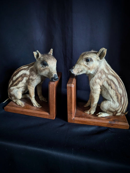 Pair of Antique Taxidermy Wild Boar Piglet Bookends (from Germany 1940's)