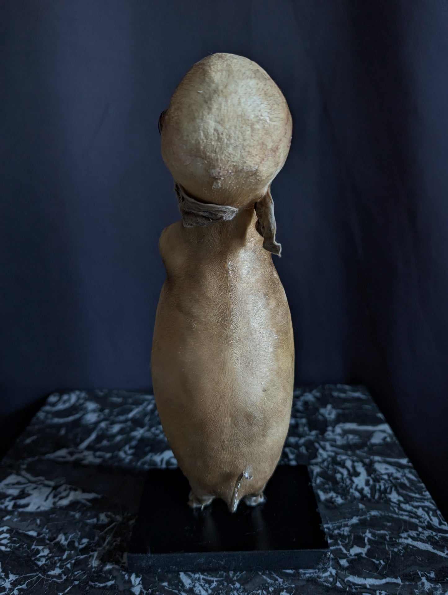 Rare thanatophore dwarfism pig taxidermy