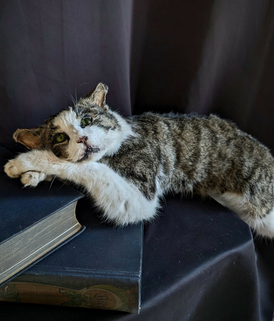 Stunning cat taxidermy (professional quality)