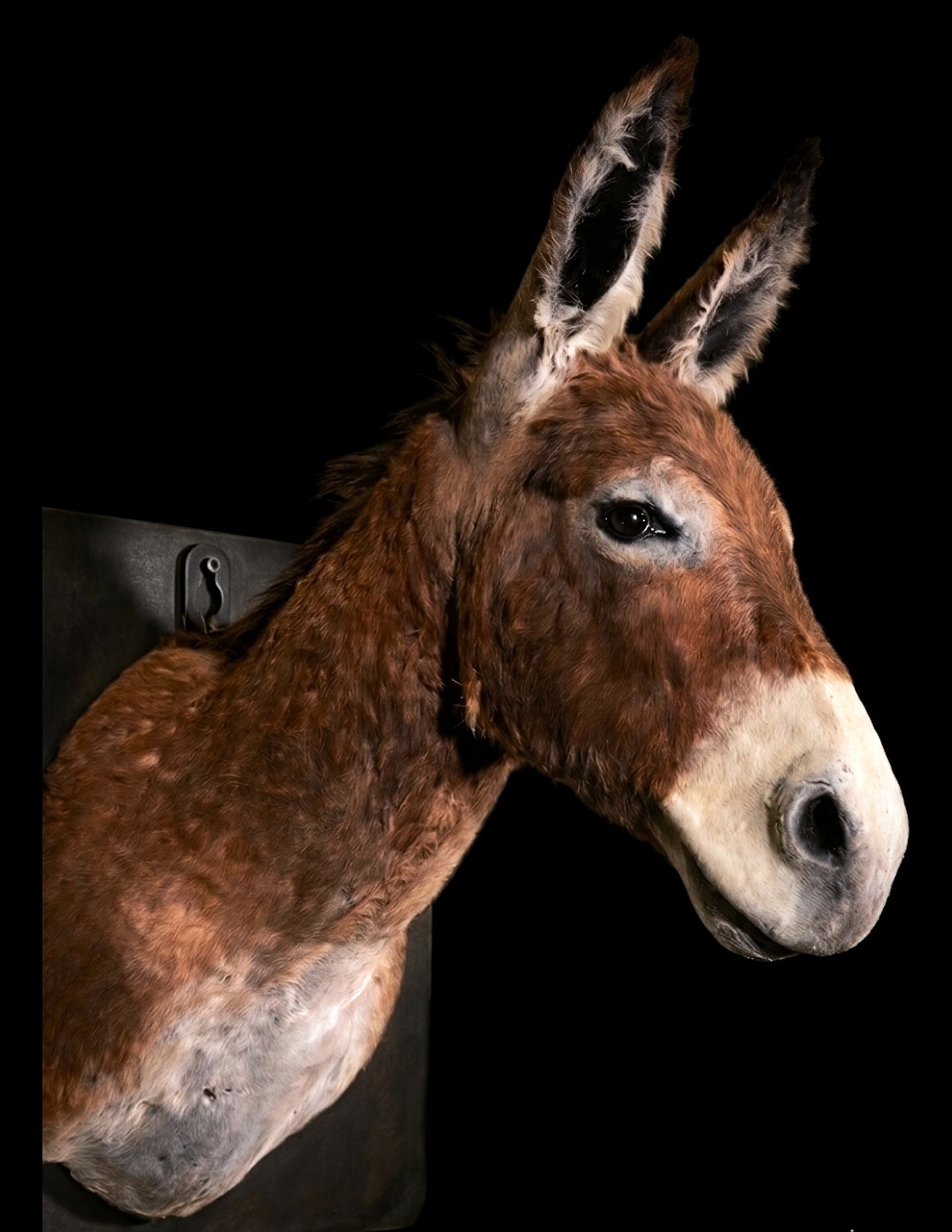 Donkey taxidermy (reserved)