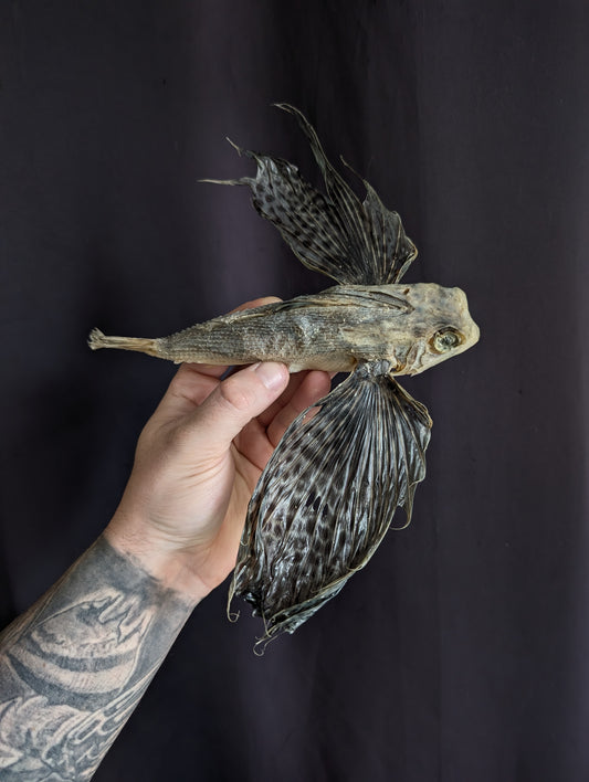 Old Rare Flying Fish taxidermy