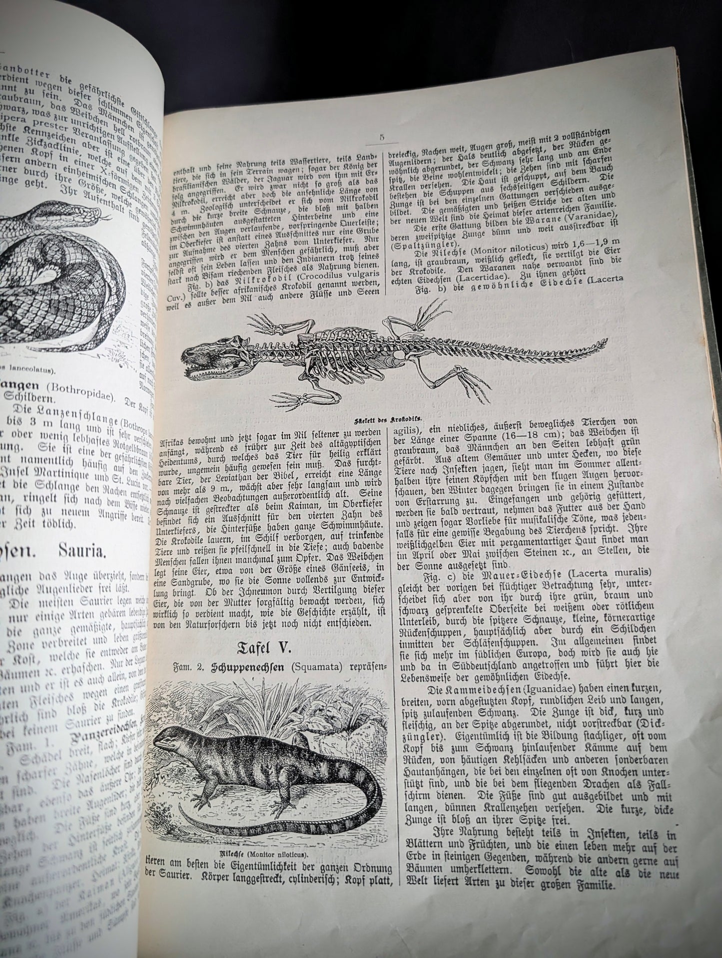 Old German book from 1886 "Naturgeschichte der Reptilien, Amphibien, Fische, Insekten.." by Dr Schubert
