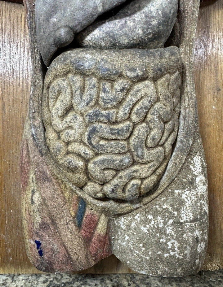 Rare Anatomical model " Boubée Paris" (from 1890/1910's)