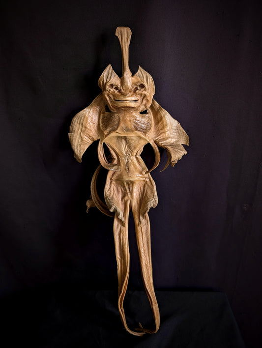 Old Devil Fish / Jenny Haniver 50cm