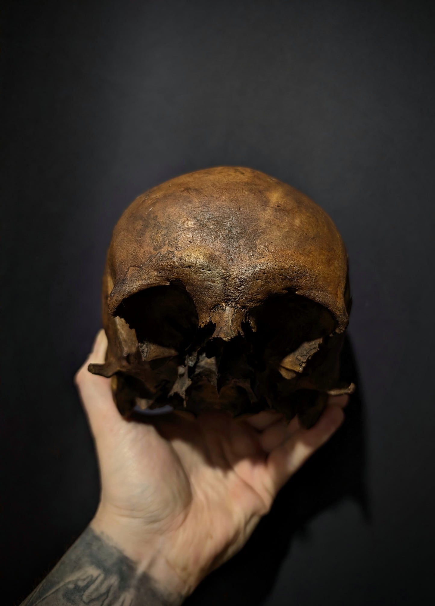 Old skull with a dark patina (Austria late 19th century)