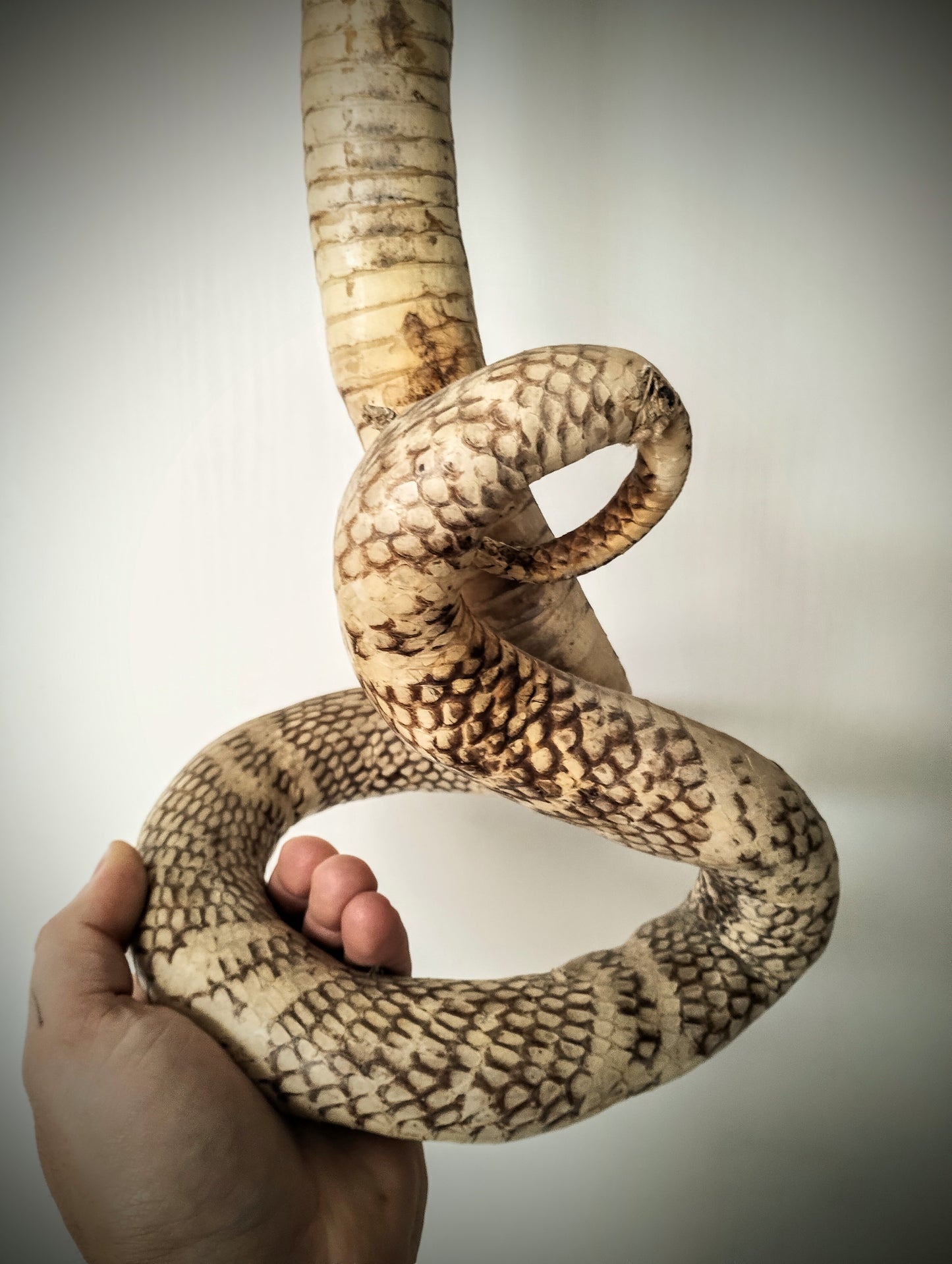 Cobra Taxidermy