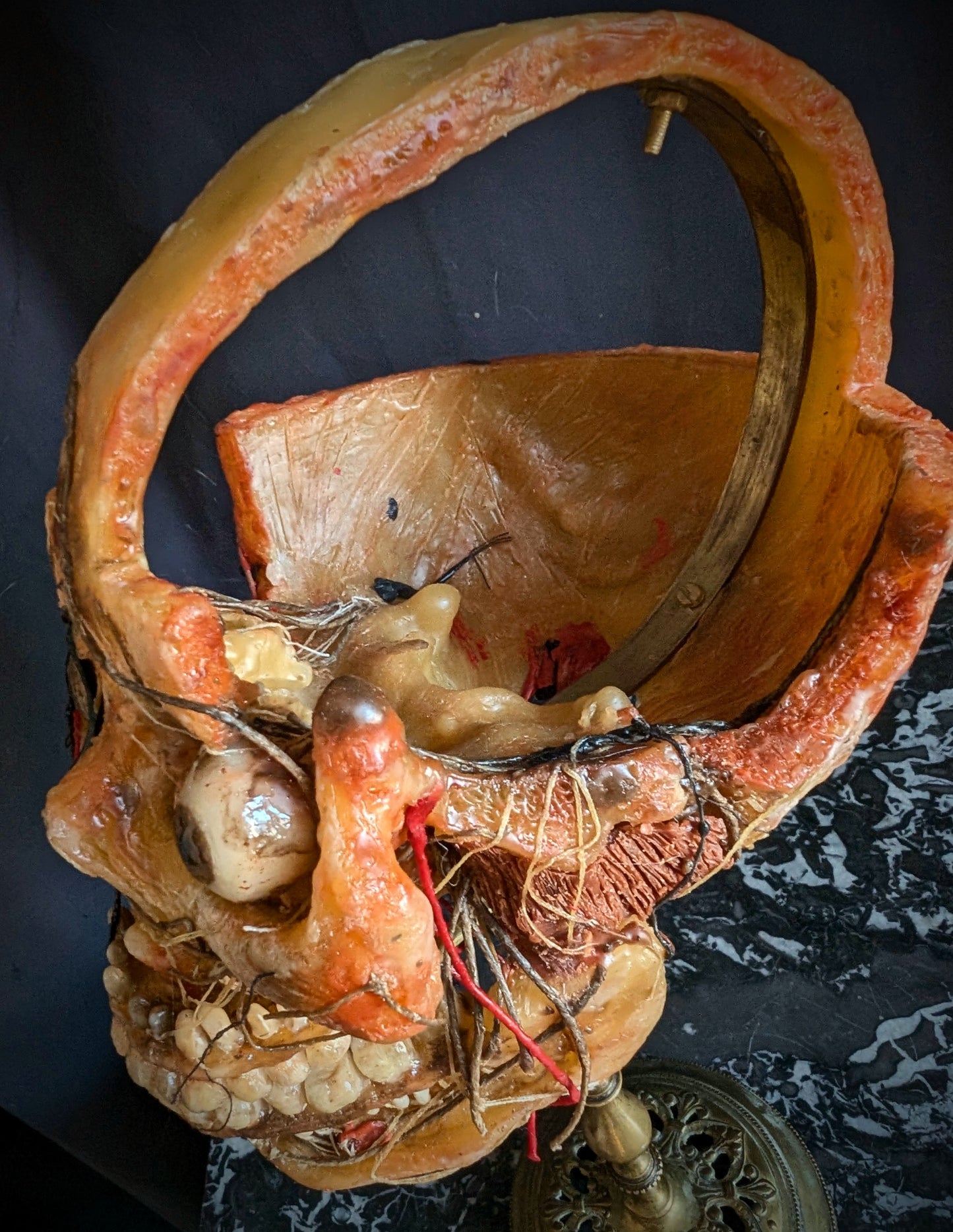 Original mid-20th century anatomical Wax head (Rare !)