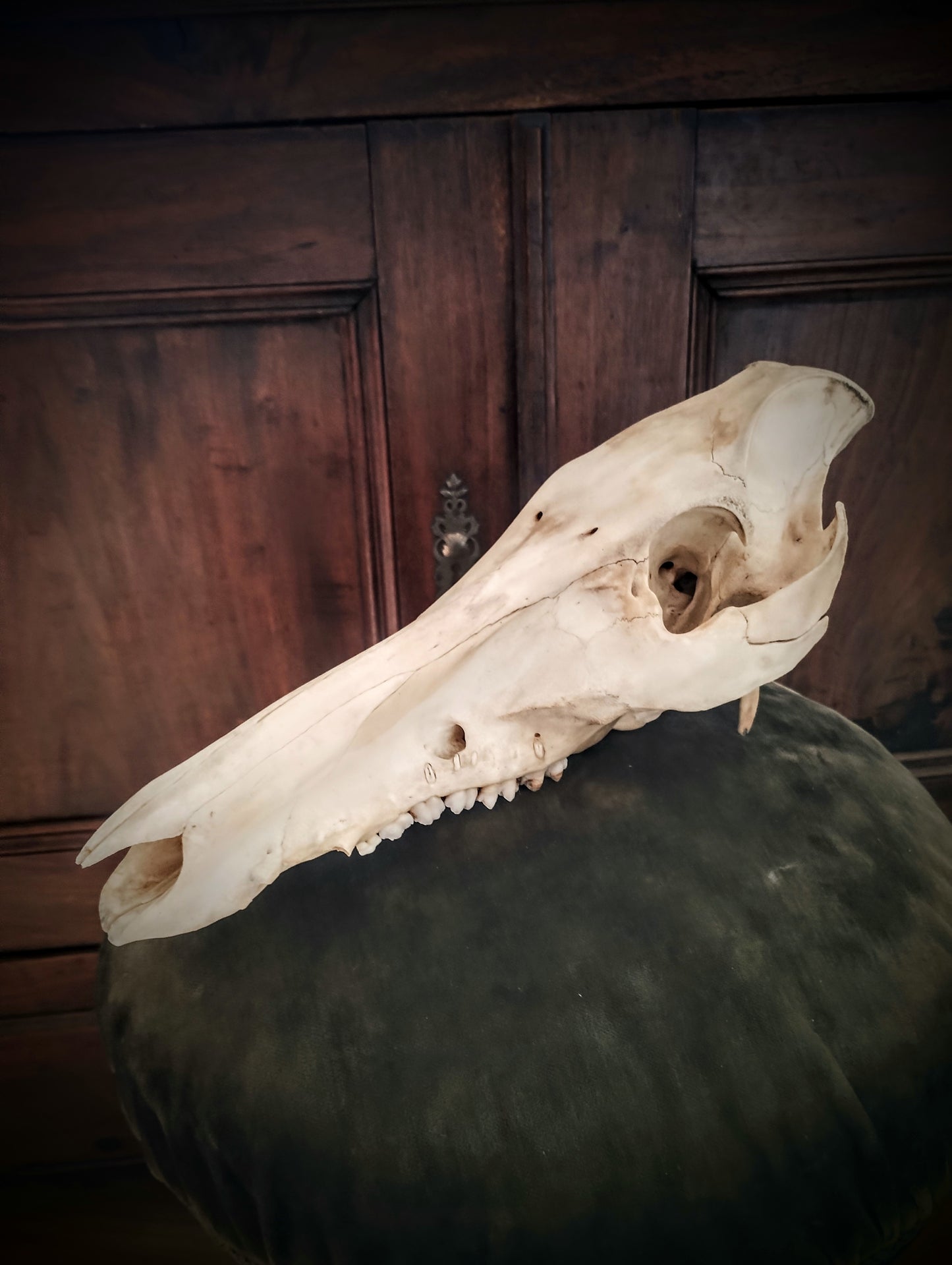 Wild Boar Skull