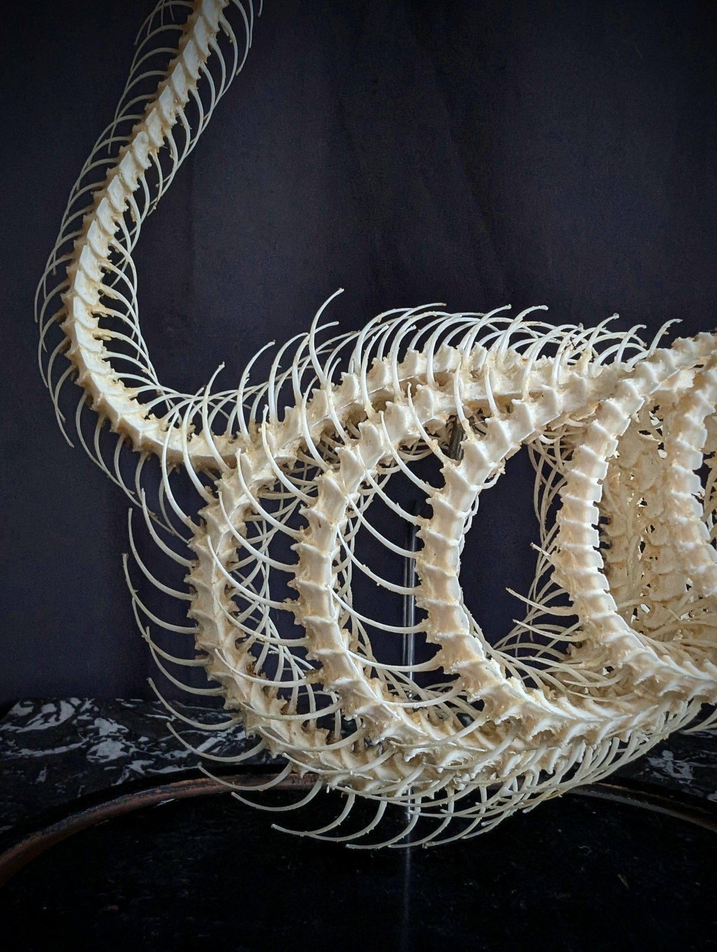 Mounted skeleton of a Bamboo Viper (Trimeresurus albolabris) on an antique Napoleon III base