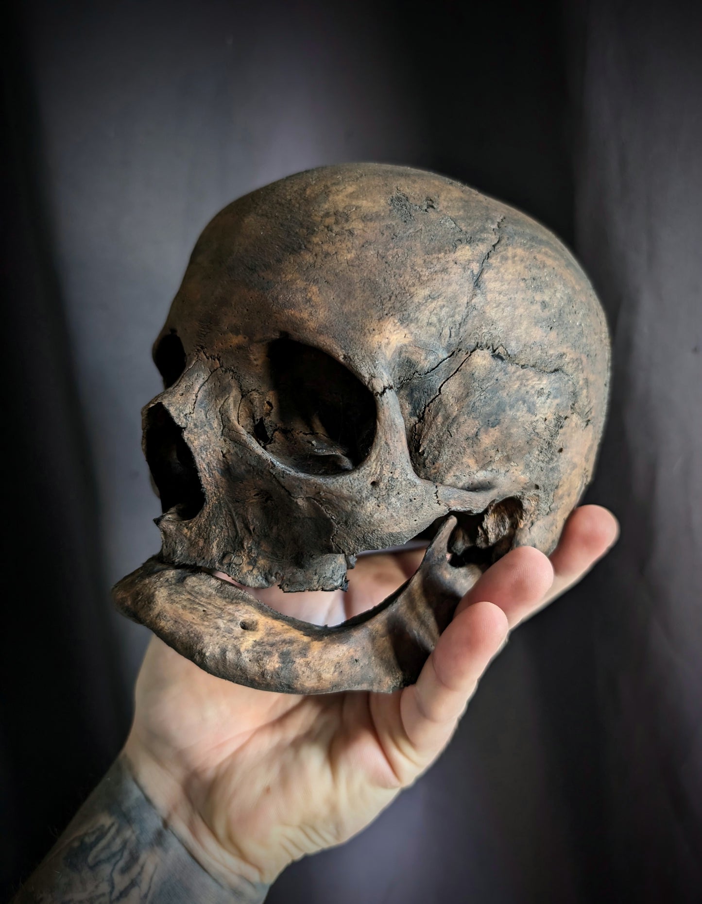 Antique dark geriatric skull from late 19th century