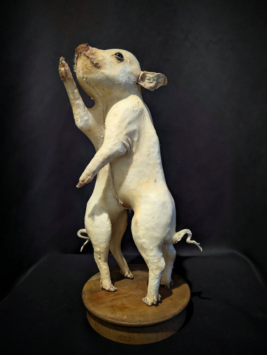 VERY RARE Cephalopagus Conjoined Pig twins with multiple congenital anomalies, 8 legs, 3 ears  (taxidermy)