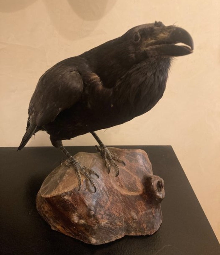 Corvus corax Taxidermy 60 cm