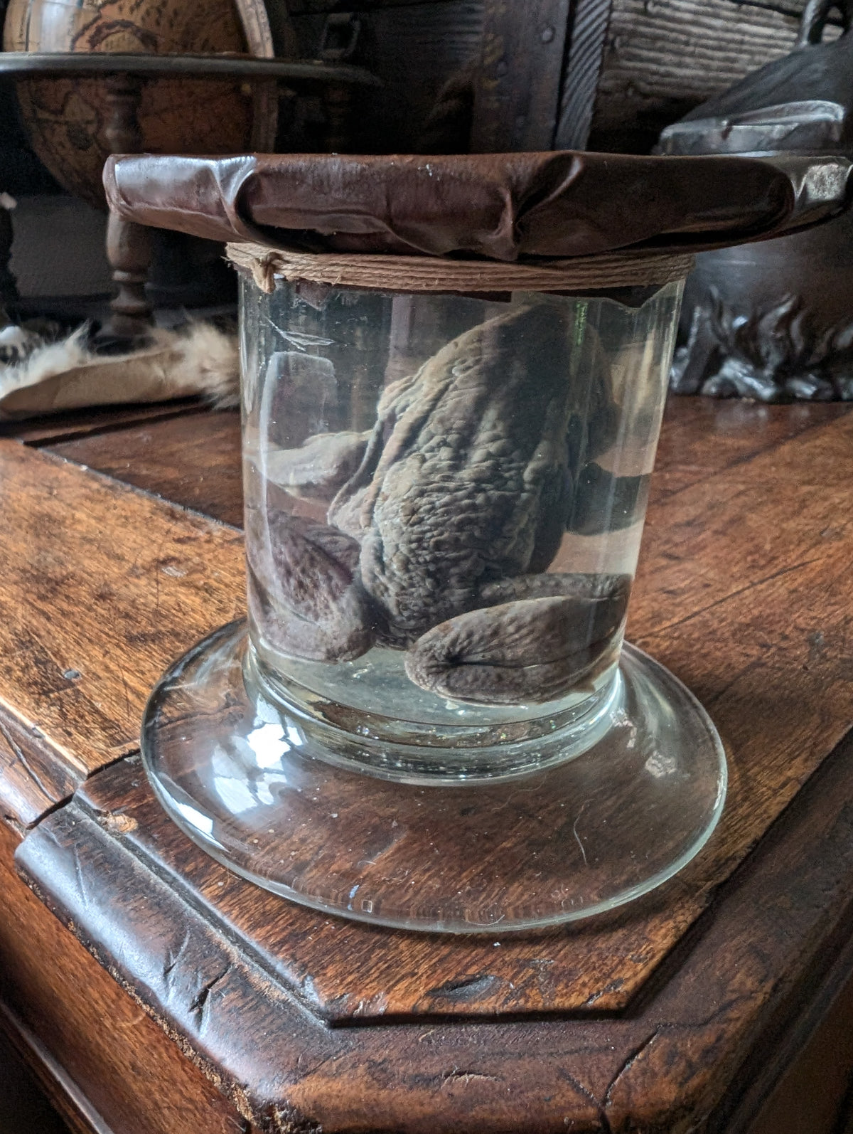 Antique Preserved Toad – Boubée Collection - Wet Specimen (100 years)