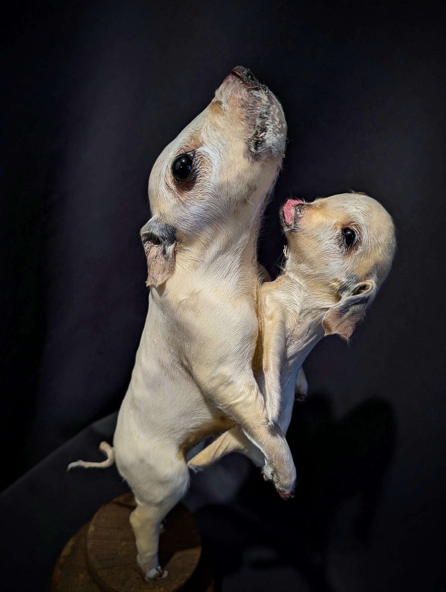 Rare taxidermy of a Siamese Pig !