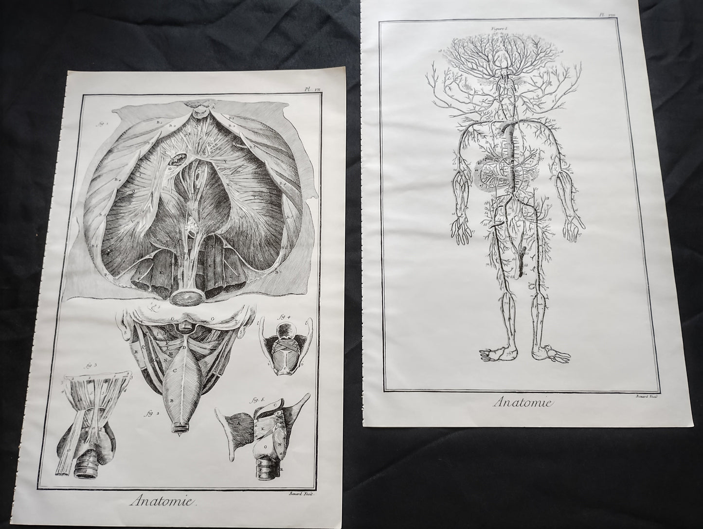 Old 19th anatomy lithograph set #4