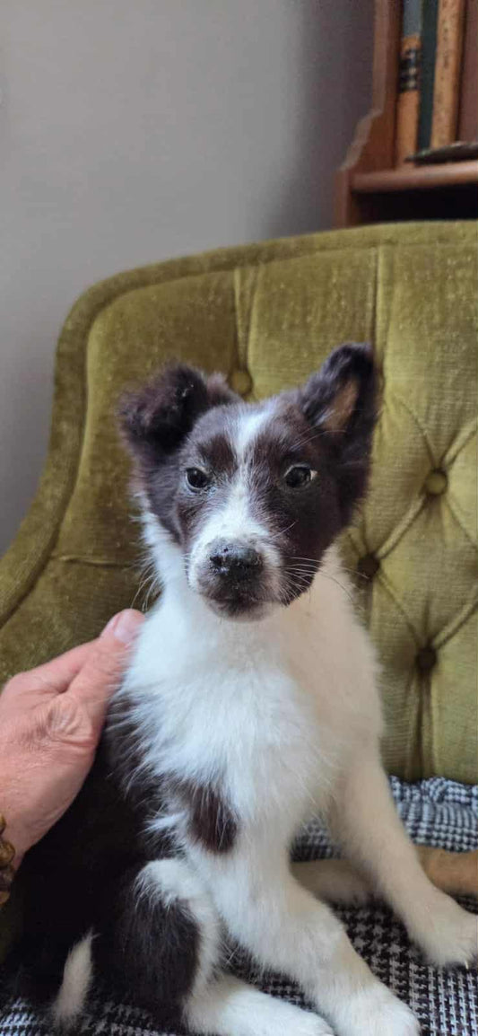 Young Border Collie dog taxidermy (rare)