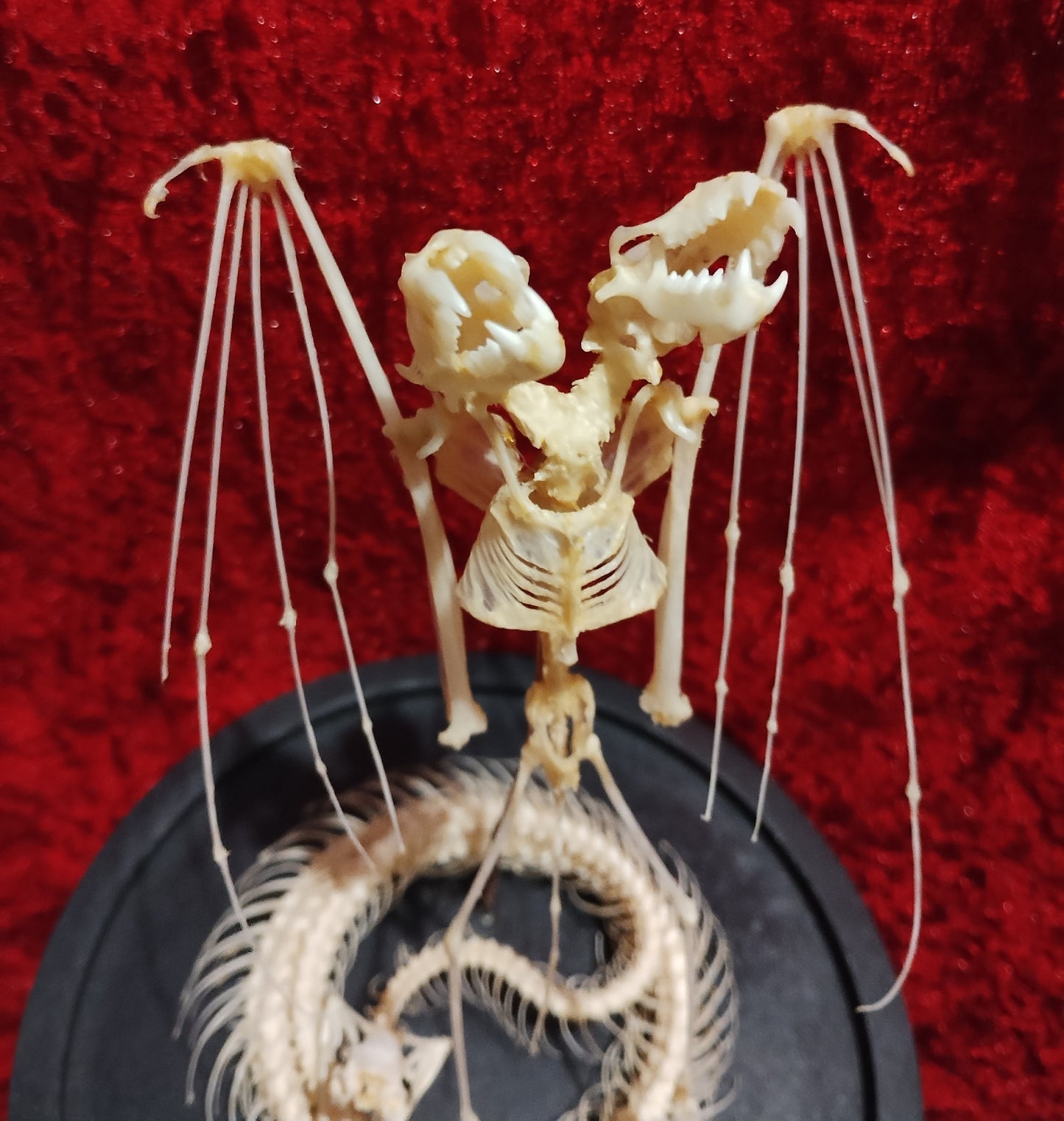 A two-headed Bat and Snake skeleton in globe