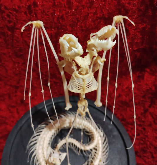 A two-headed Bat and Snake skeleton in globe