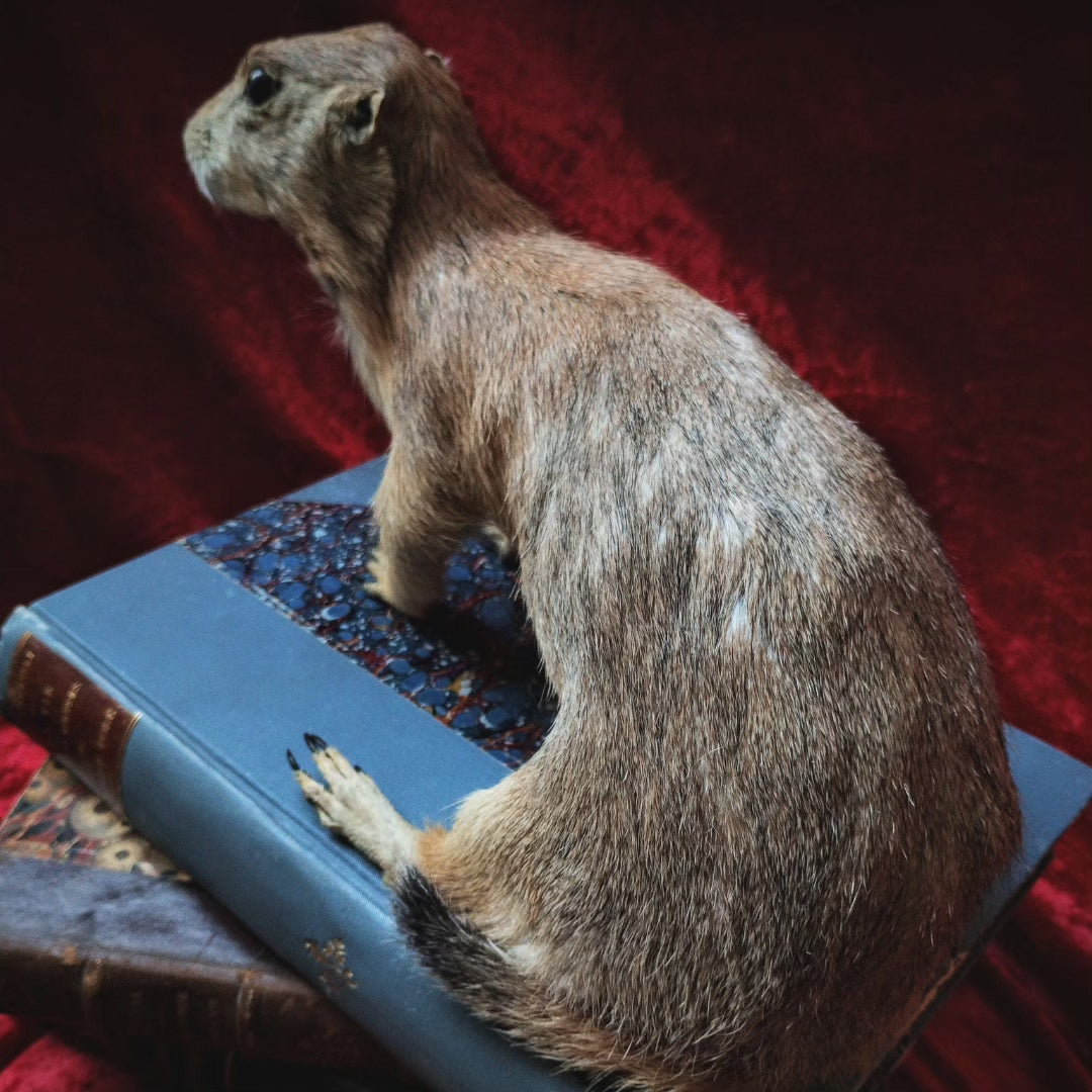 Prairie Dog taxidermy Cynomys Rare !