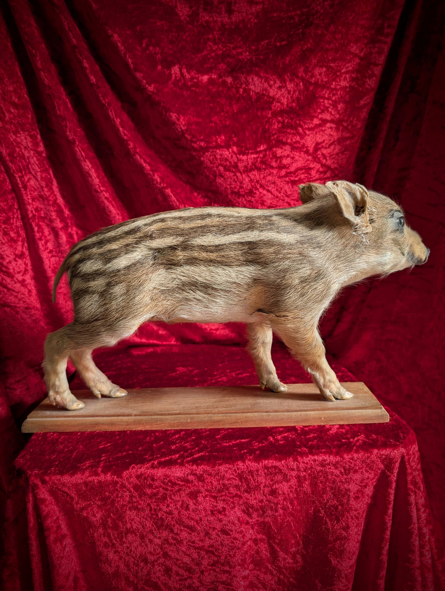 Antique Taxidermy Wild Boar Piglet
