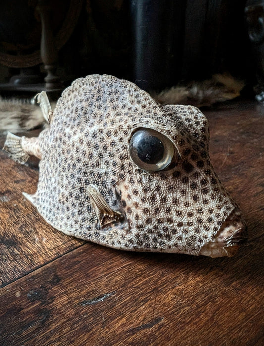 Taxidermy of a Caribbean Lactophrys bicaudalis fish