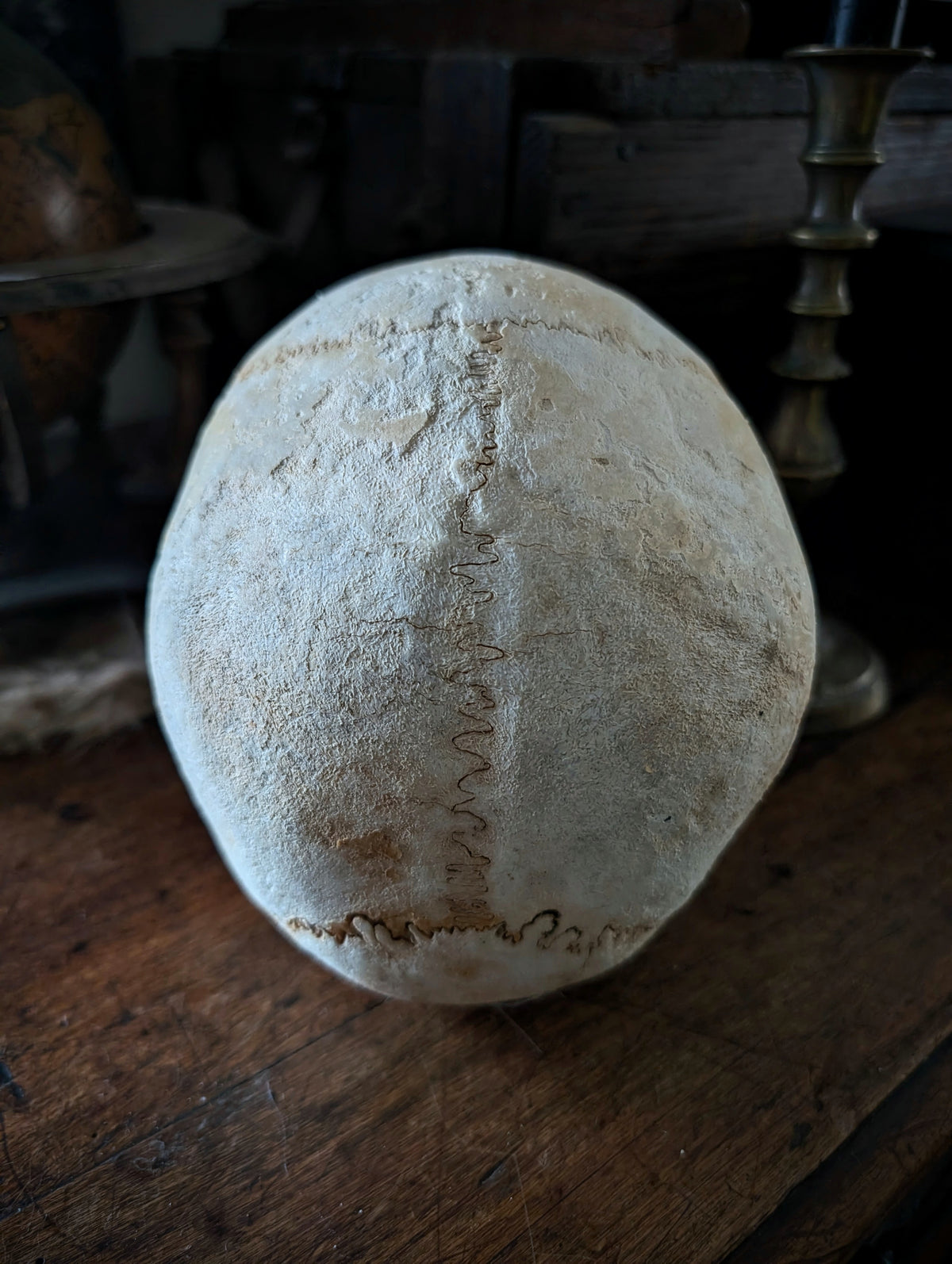 Ancient geriatric male skull (late 19th century, Italy)