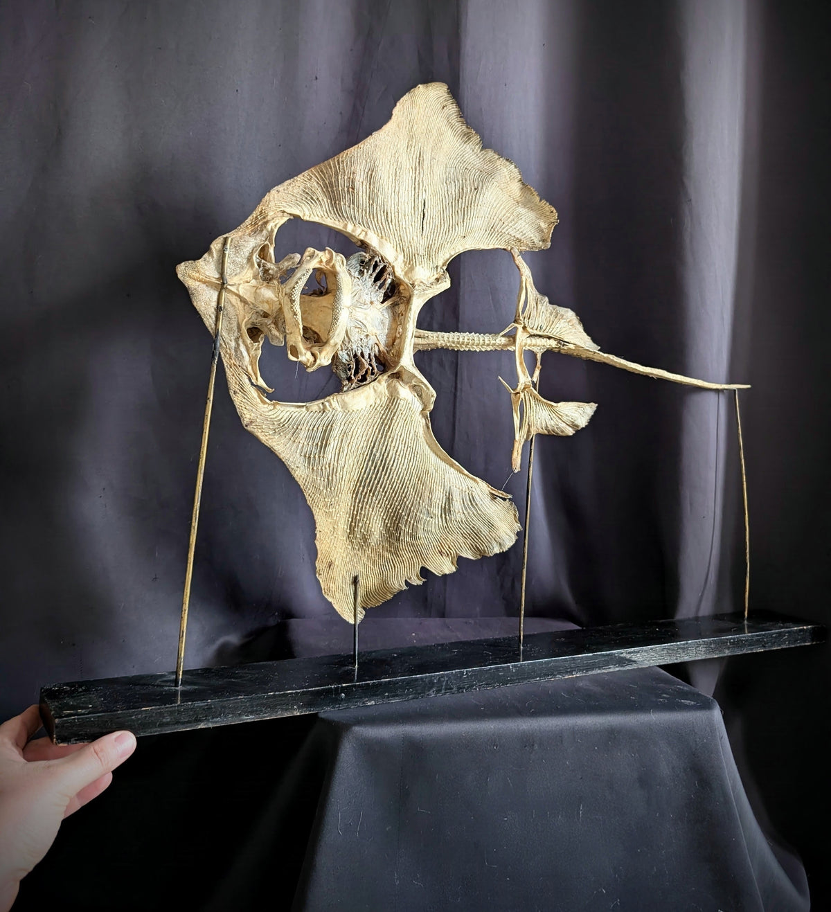 Large Eagle Ray Skeleton on Stand – Early 20th Century