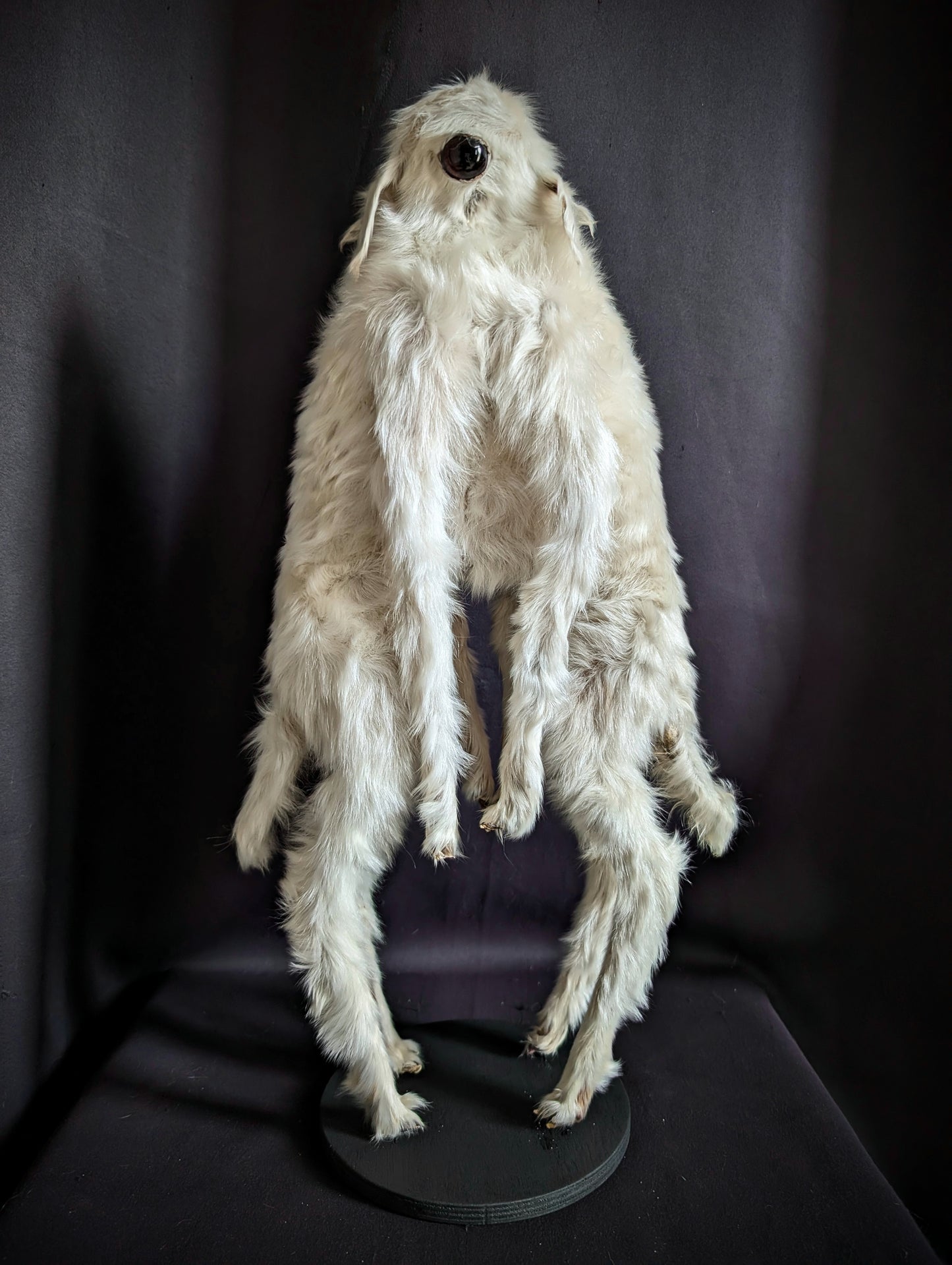 Very Rare Congenital Malformation , Caudal Duplication / Polymelia Cyclops ! (museum quality)