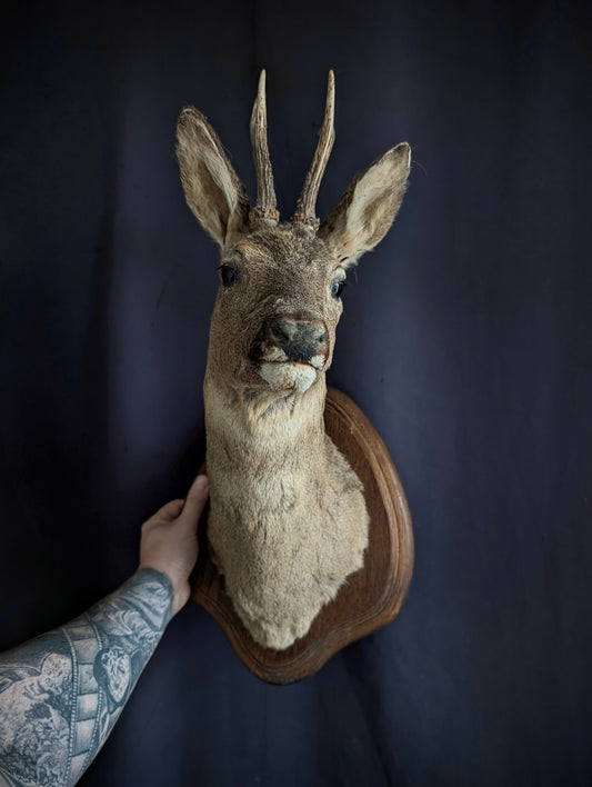 Vintage deer taxidermy
