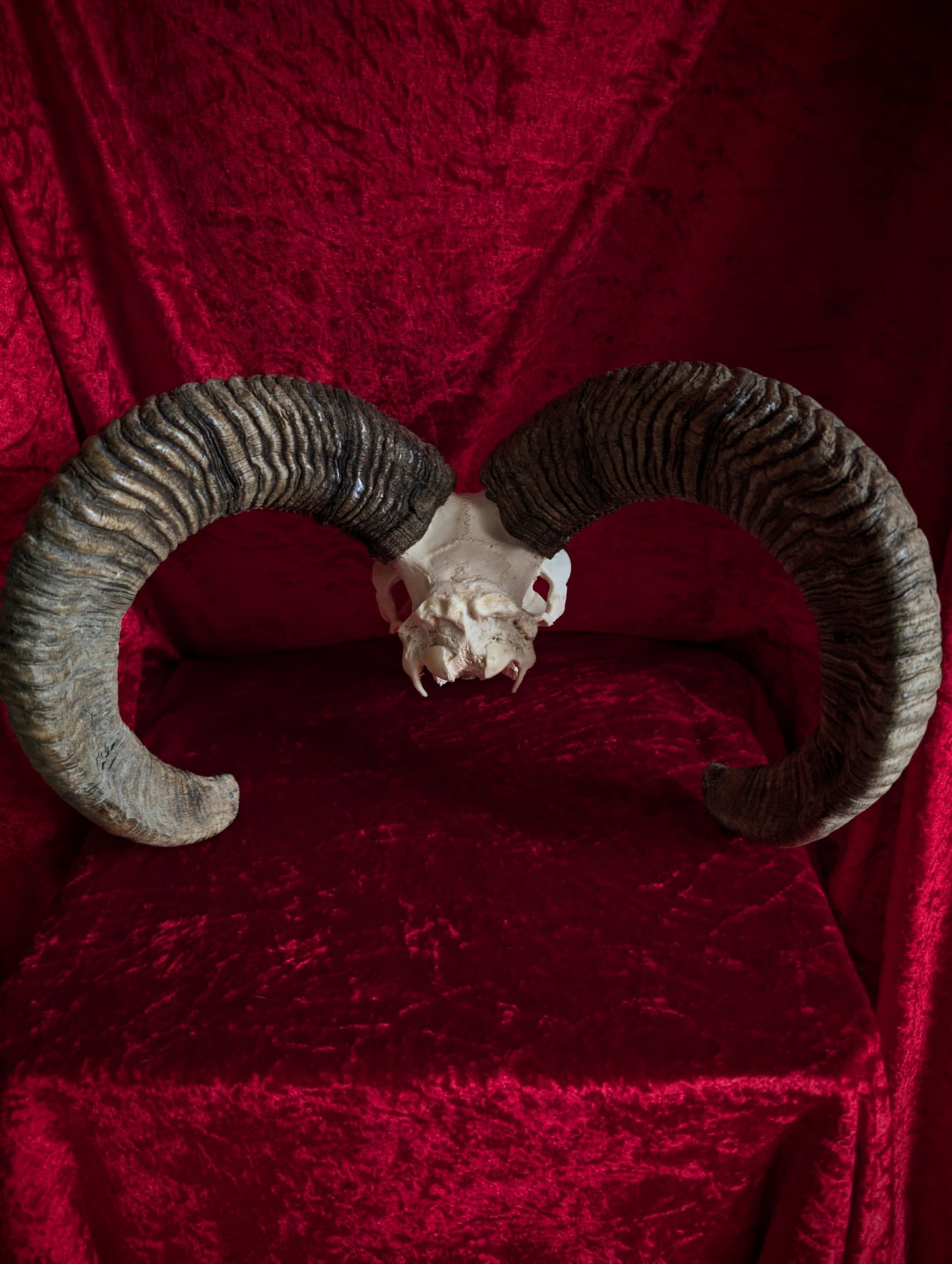 Mouflon Skull (40cm)