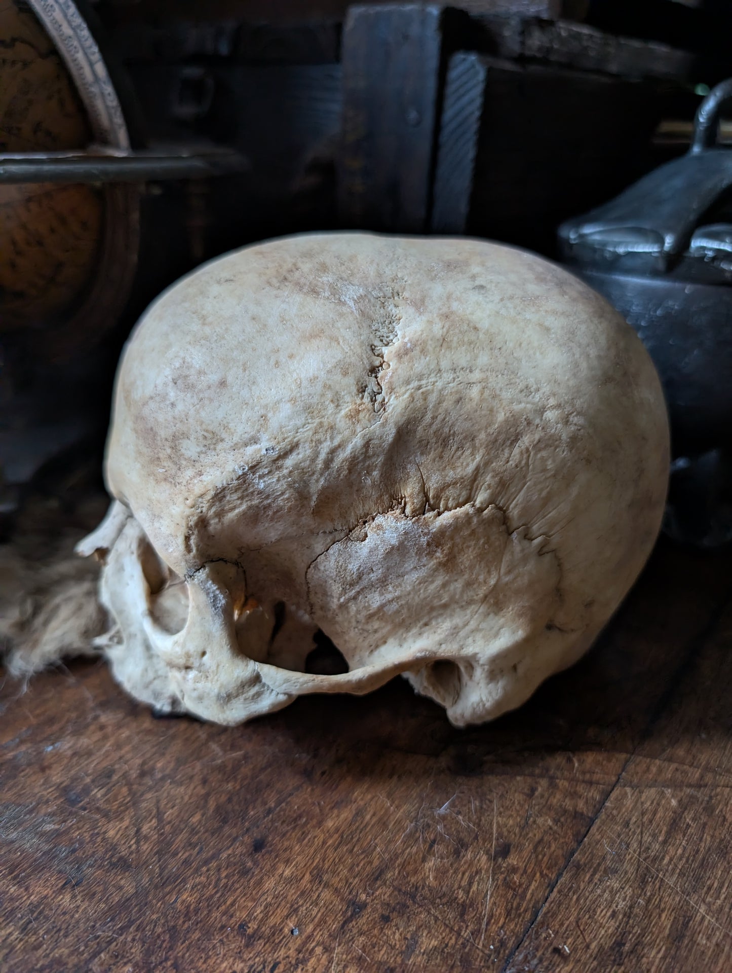 Antique female skull from the 19th century