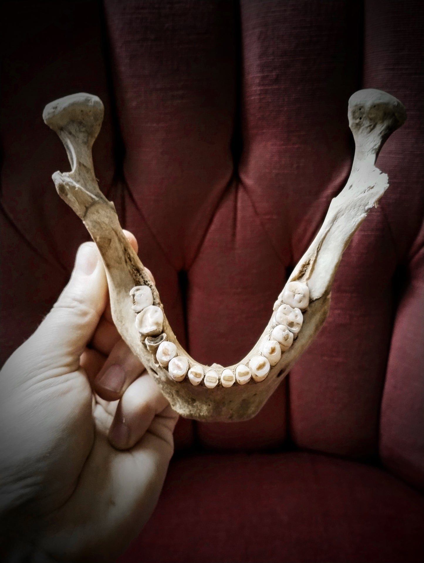 Antique human mandible