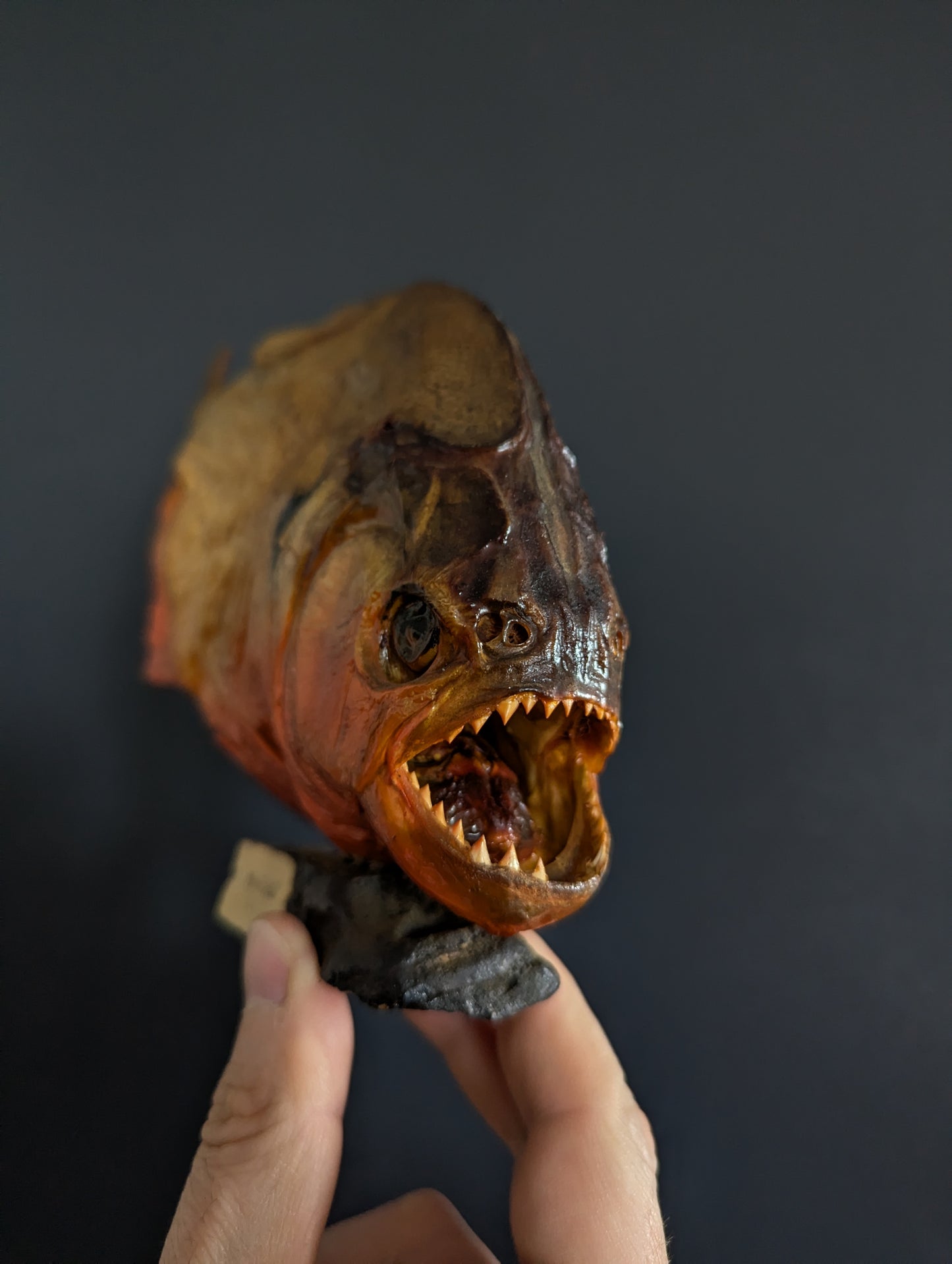 Piranha Taxidermy from Venezuela