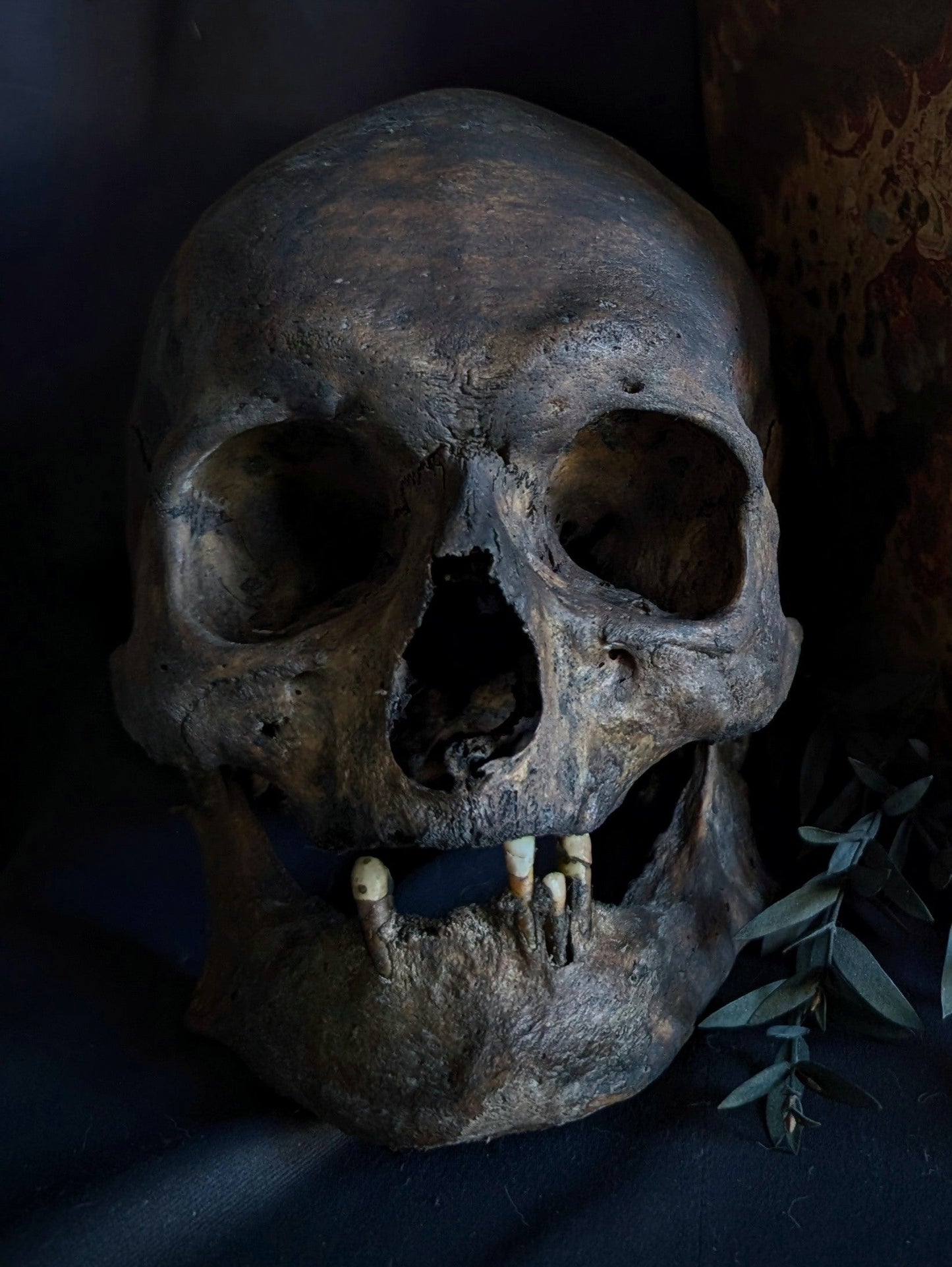 Antique skull with a beautiful dark patina and a broad mandible (from Italy late 19th century)