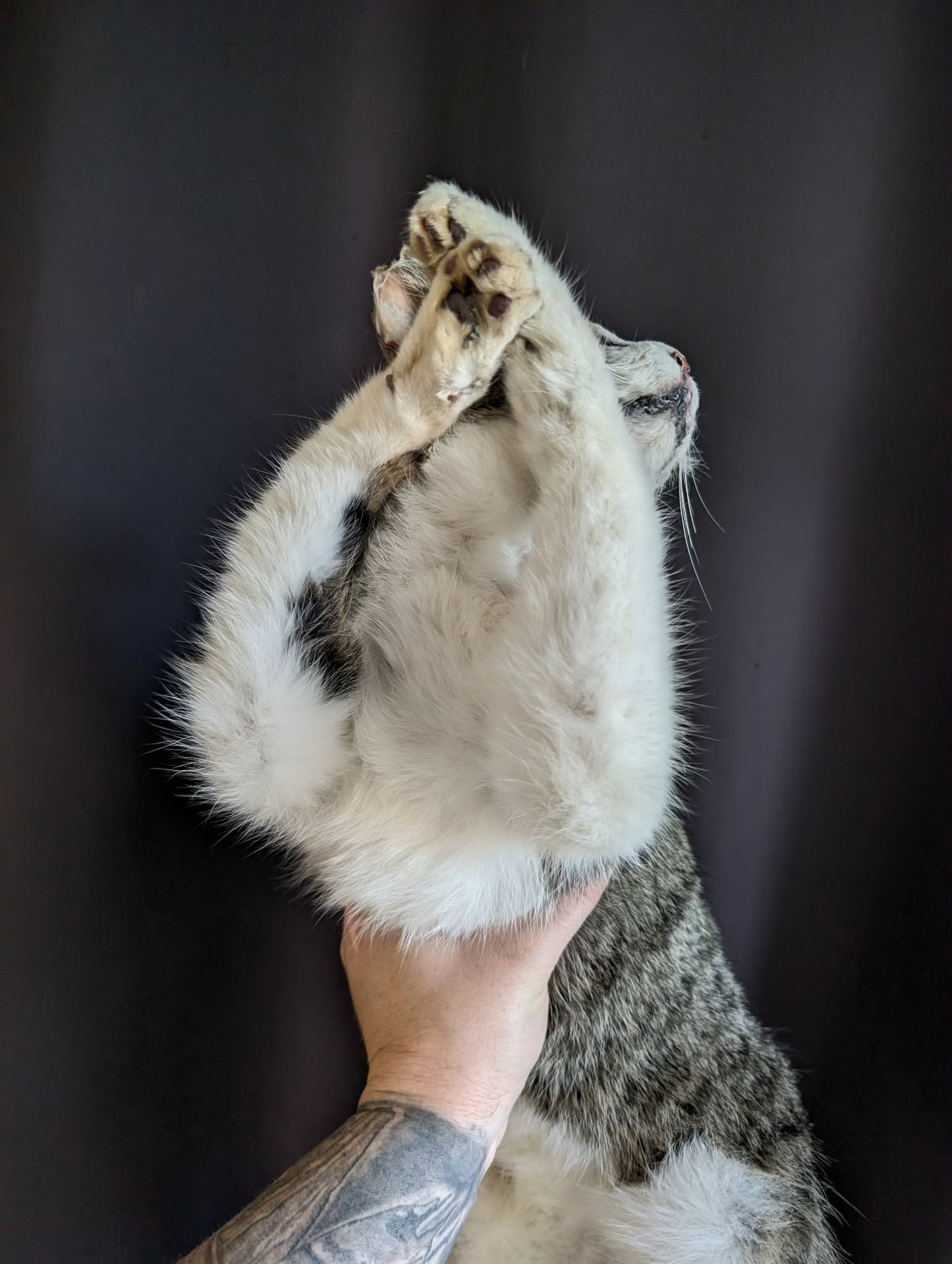 Stunning cat taxidermy (professional quality)