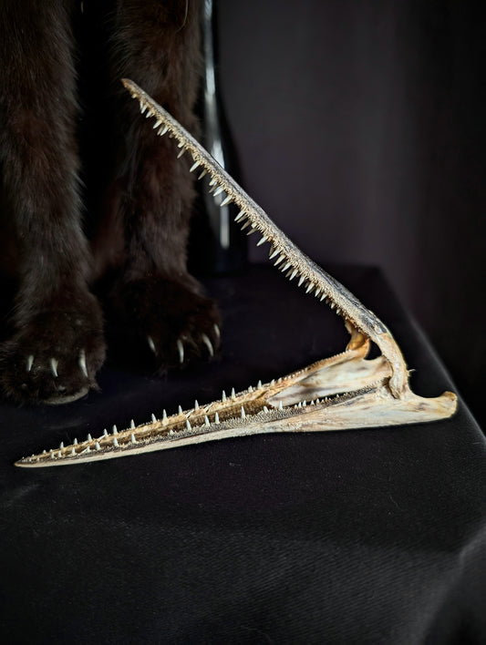 Garfish (Belone Belone) teeth