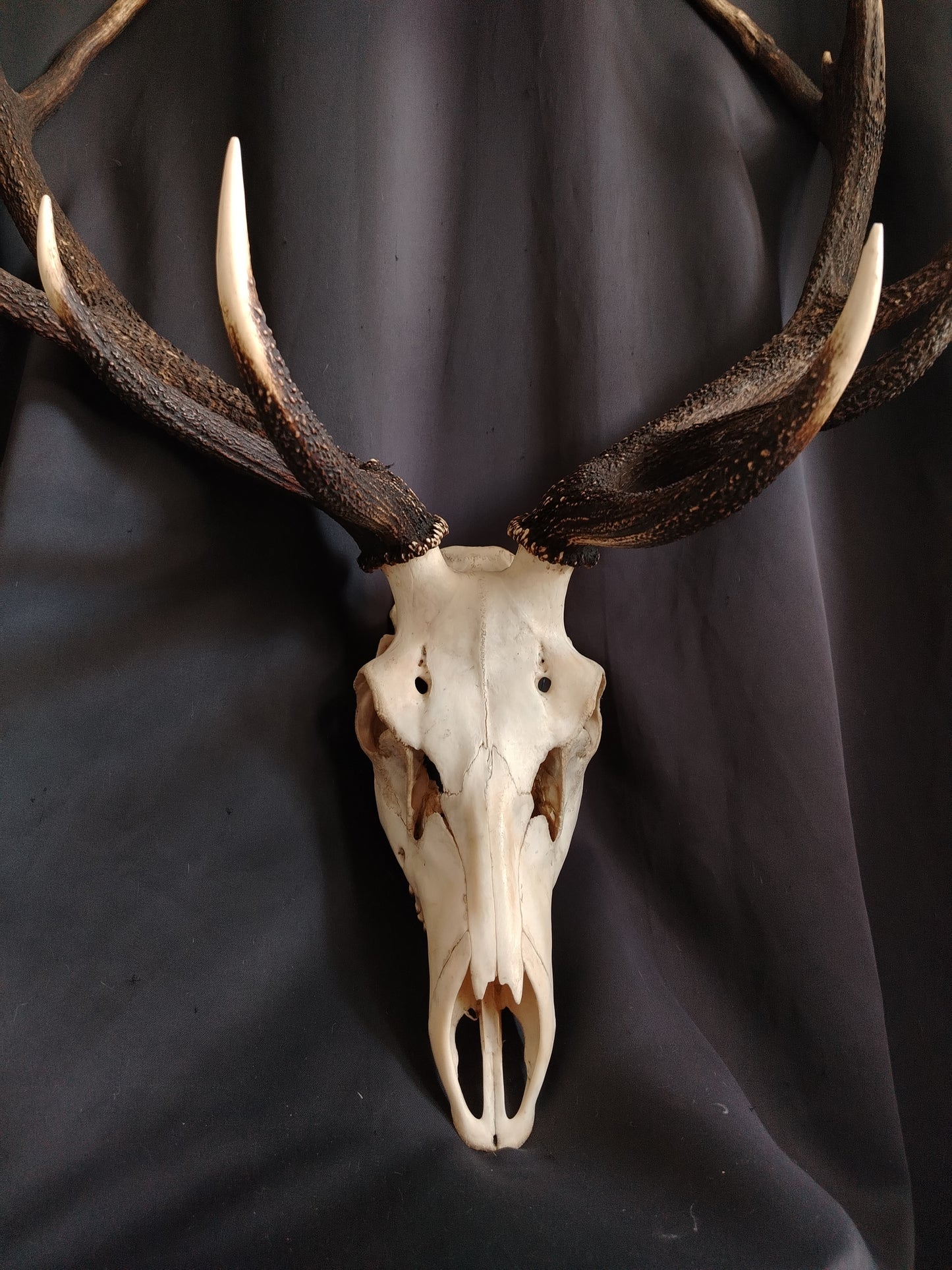 Deer Skull