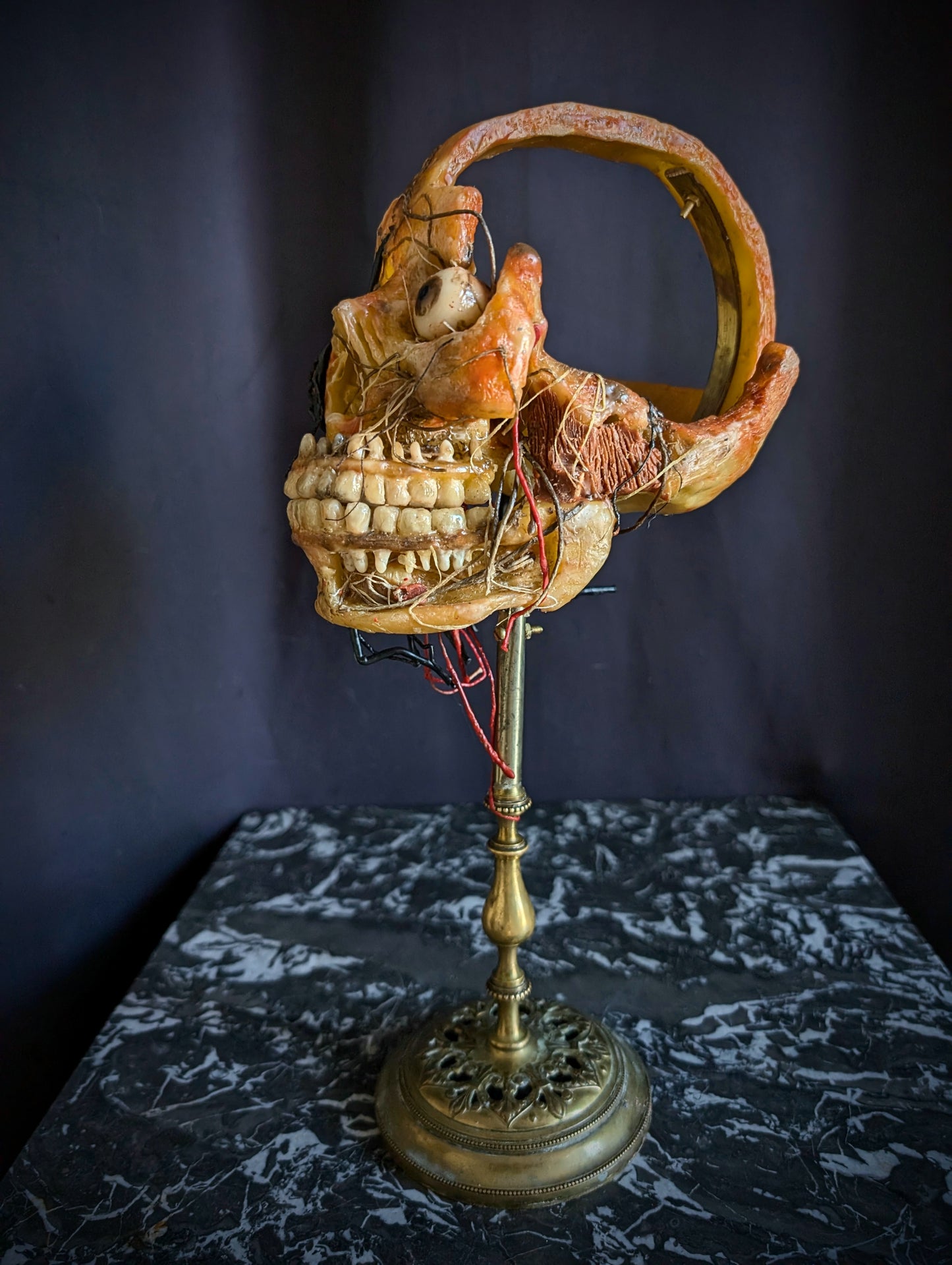 Original mid-20th century anatomical Wax head (Rare !)
