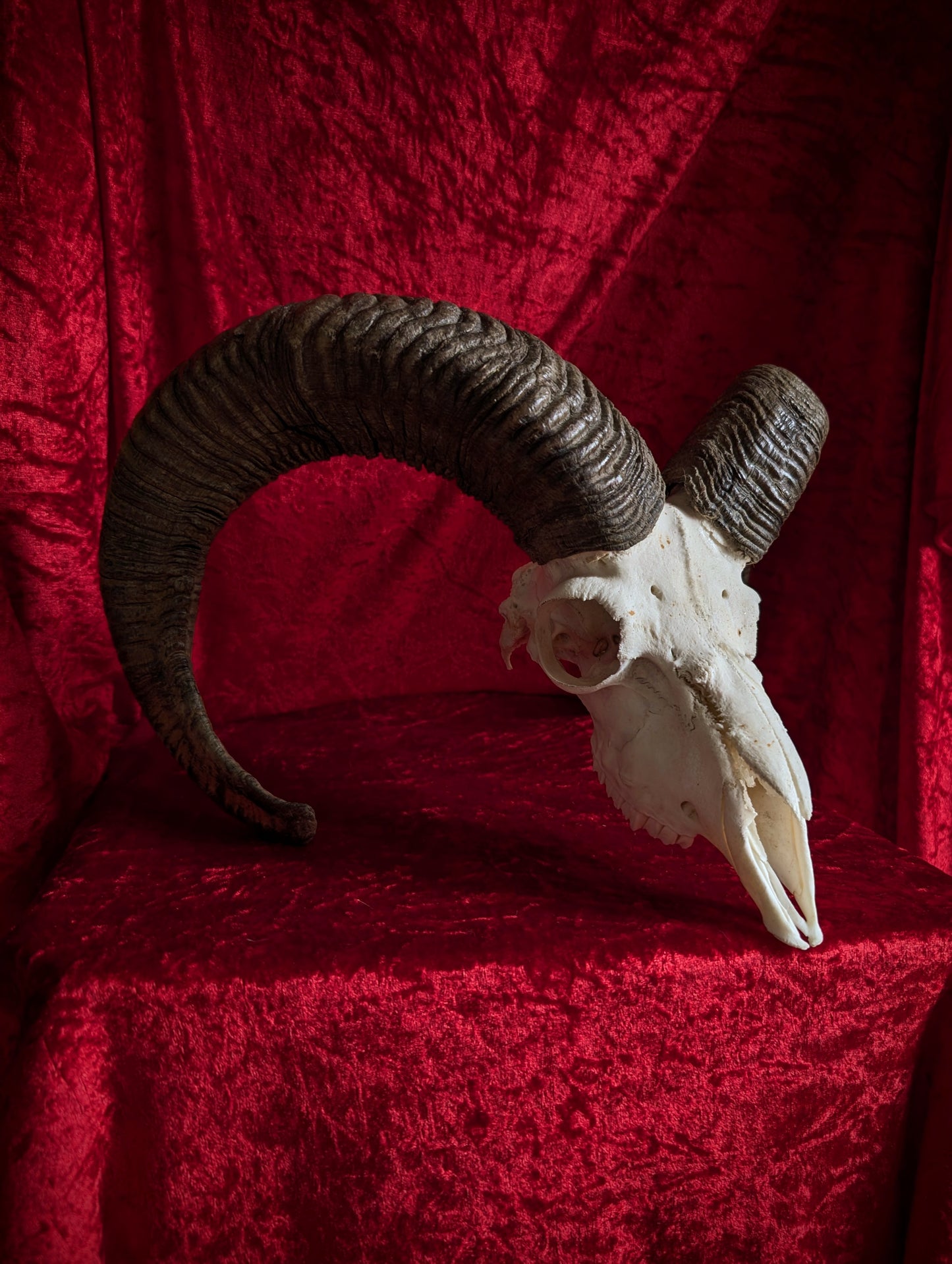 Mouflon Skull (40cm)