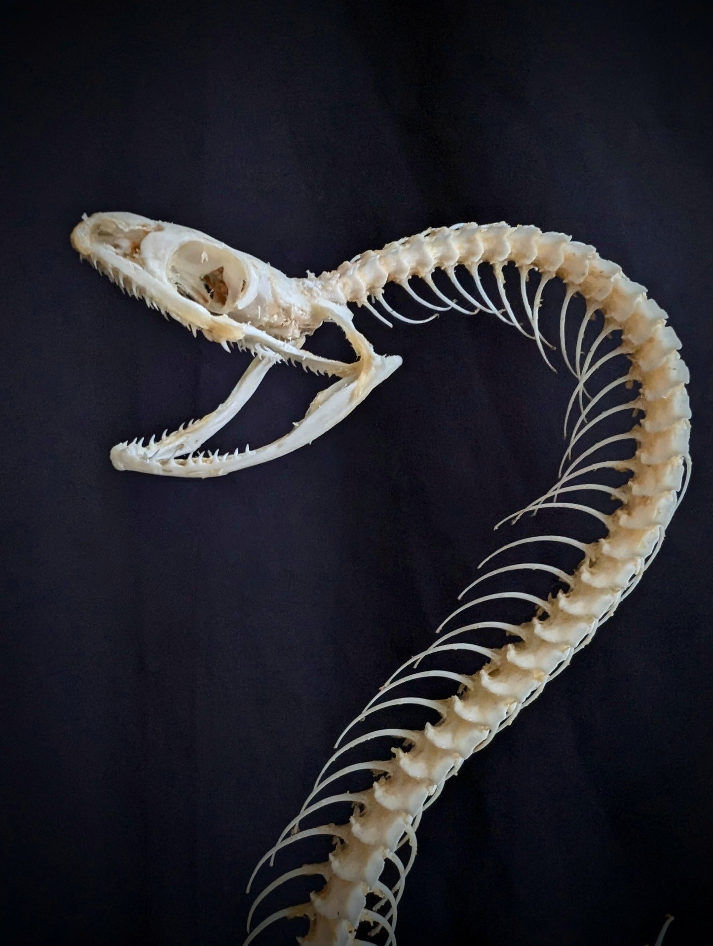 Mounted skeleton of a Bamboo Viper (Trimeresurus albolabris) on an antique Napoleon III base
