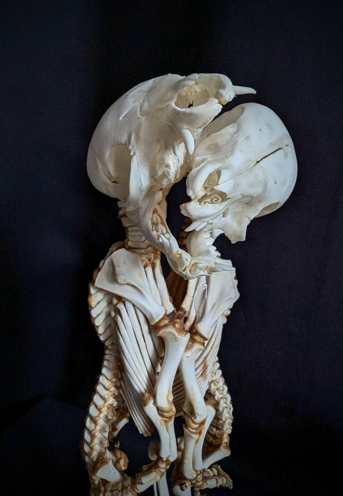 Rare Cephalopagus Pig Twin Skeleton "The Self-Devouring Form"