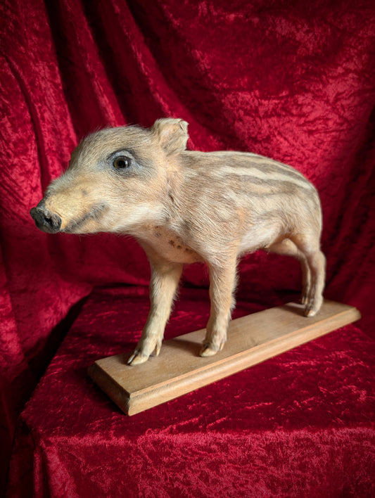 Antique Taxidermy Wild Boar Piglet
