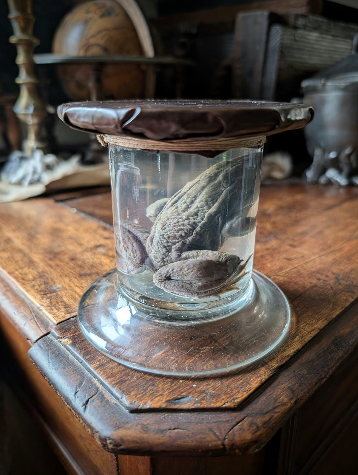 Antique Preserved Toad – Boubée Collection - Wet Specimen (100 years)