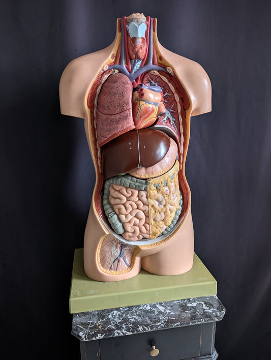 Vintage anatomical model from Germany