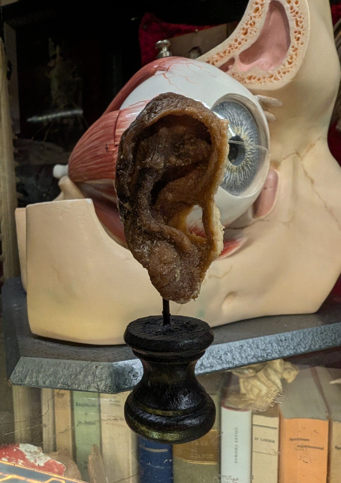 Mummified old ear (medical collection from Belgium)