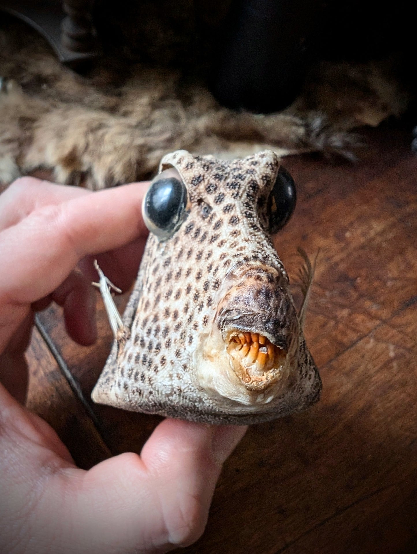 Taxidermy of a Caribbean Lactophrys bicaudalis fish