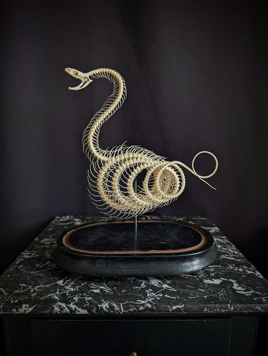 Mounted skeleton of a Bamboo Viper (Trimeresurus albolabris) on an antique Napoleon III base